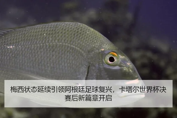 梅西状态延续引领阿根廷足球复兴，卡塔尔世界杯决赛后新篇章开启